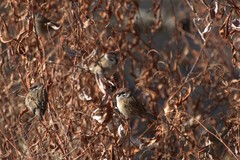Passer montanus