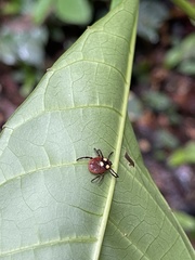 Dermacentor circumguttatus