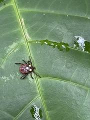 Dermacentor circumguttatus