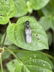 Sagaricera