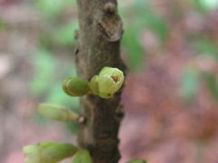 Ecclinusa ramiflora