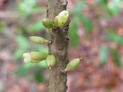 Ecclinusa ramiflora