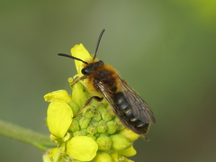 Andrena lagopus