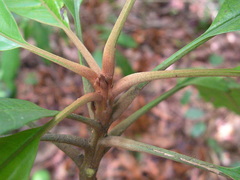 Ecclinusa ramiflora