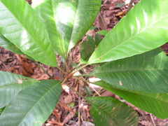 Ecclinusa ramiflora