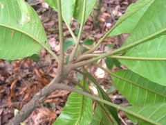 Ecclinusa ramiflora