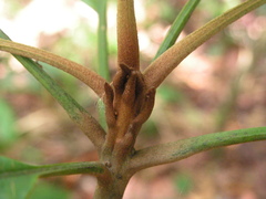 Ecclinusa ramiflora
