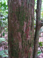 Ecclinusa ramiflora
