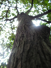 Ecclinusa ramiflora