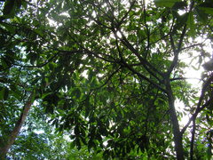 Ecclinusa ramiflora