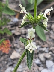 Stachys recta