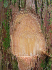 Ecclinusa ramiflora