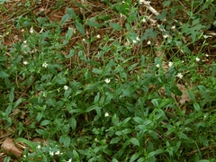 Cerastium sylvaticum
