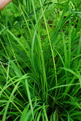 Dactylis glomerata lobata