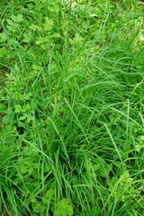 Dactylis glomerata lobata