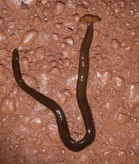 Diversibipalium indicum