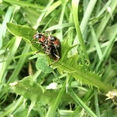 Cantharis rustica