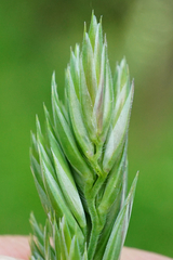 Dactylis glomerata lobata