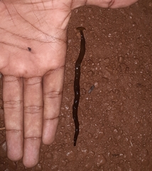 Diversibipalium indicum