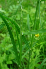 Dactylis glomerata lobata
