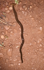 Diversibipalium indicum