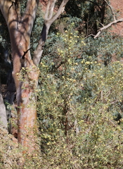 Pimelea microcephala microcephala