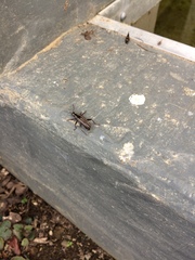 Navomorpha sulcata