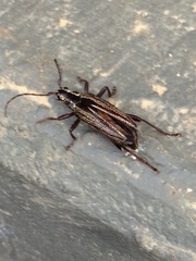 Navomorpha sulcata