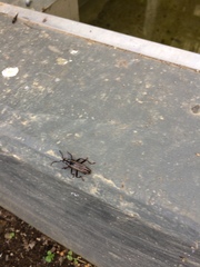 Navomorpha sulcata