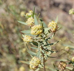 Pimelea microcephala microcephala