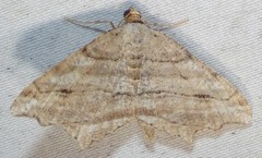 Macaria multilineata