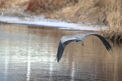 Ardea cinerea