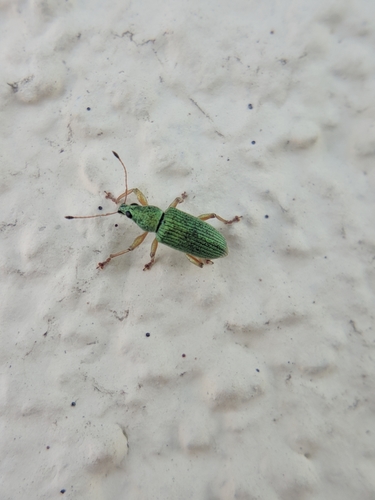 šupináčik hodvábny (Polydrusus formosus)