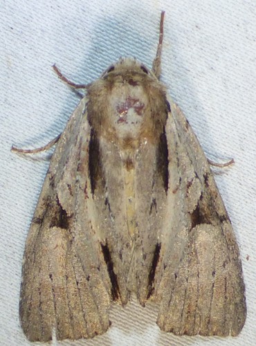 Morrisonia triangula