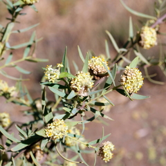 Pimelea microcephala microcephala
