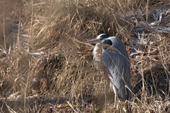 Ardea cinerea