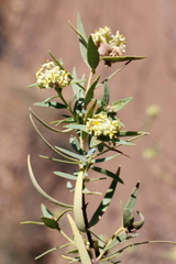 Pimelea microcephala microcephala