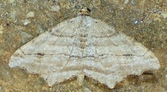 Macaria multilineata