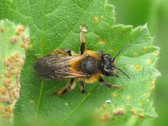Andrena helvola
