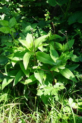 Hieracium brevifolium