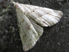 Schrankia separatalis