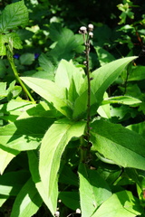 Hieracium brevifolium