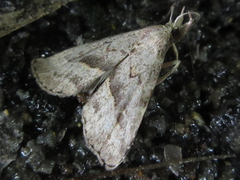 Schrankia separatalis