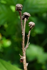 Hieracium brevifolium