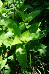 Hieracium brevifolium