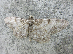 Protoboarmia simpliciaria