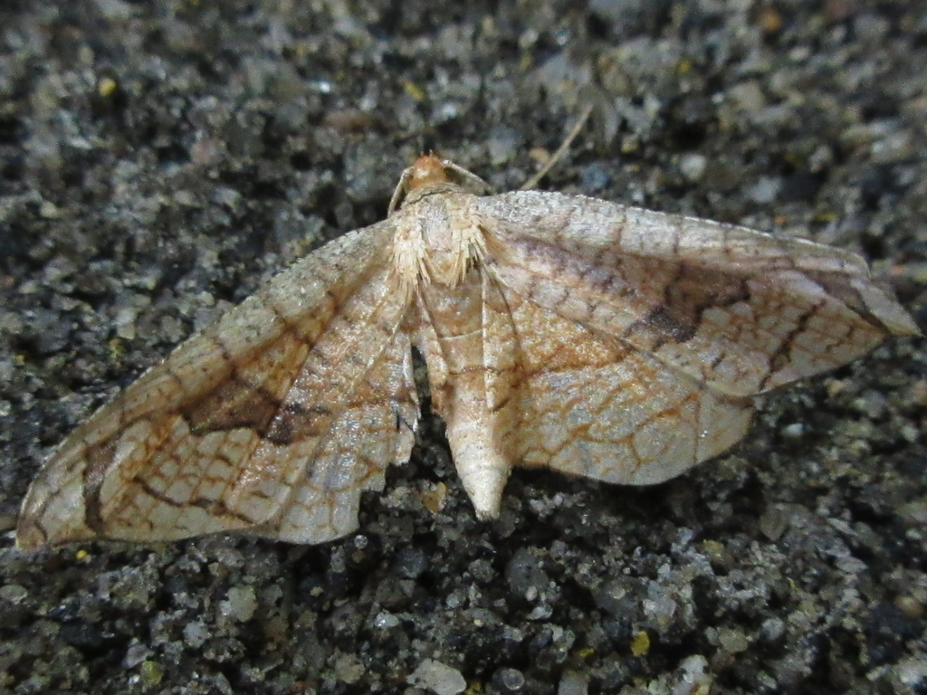 Rhodoneura vittula