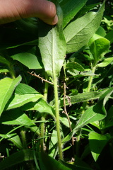 Hieracium brevifolium