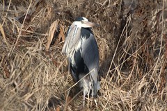 Ardea cinerea