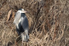 Ardea cinerea